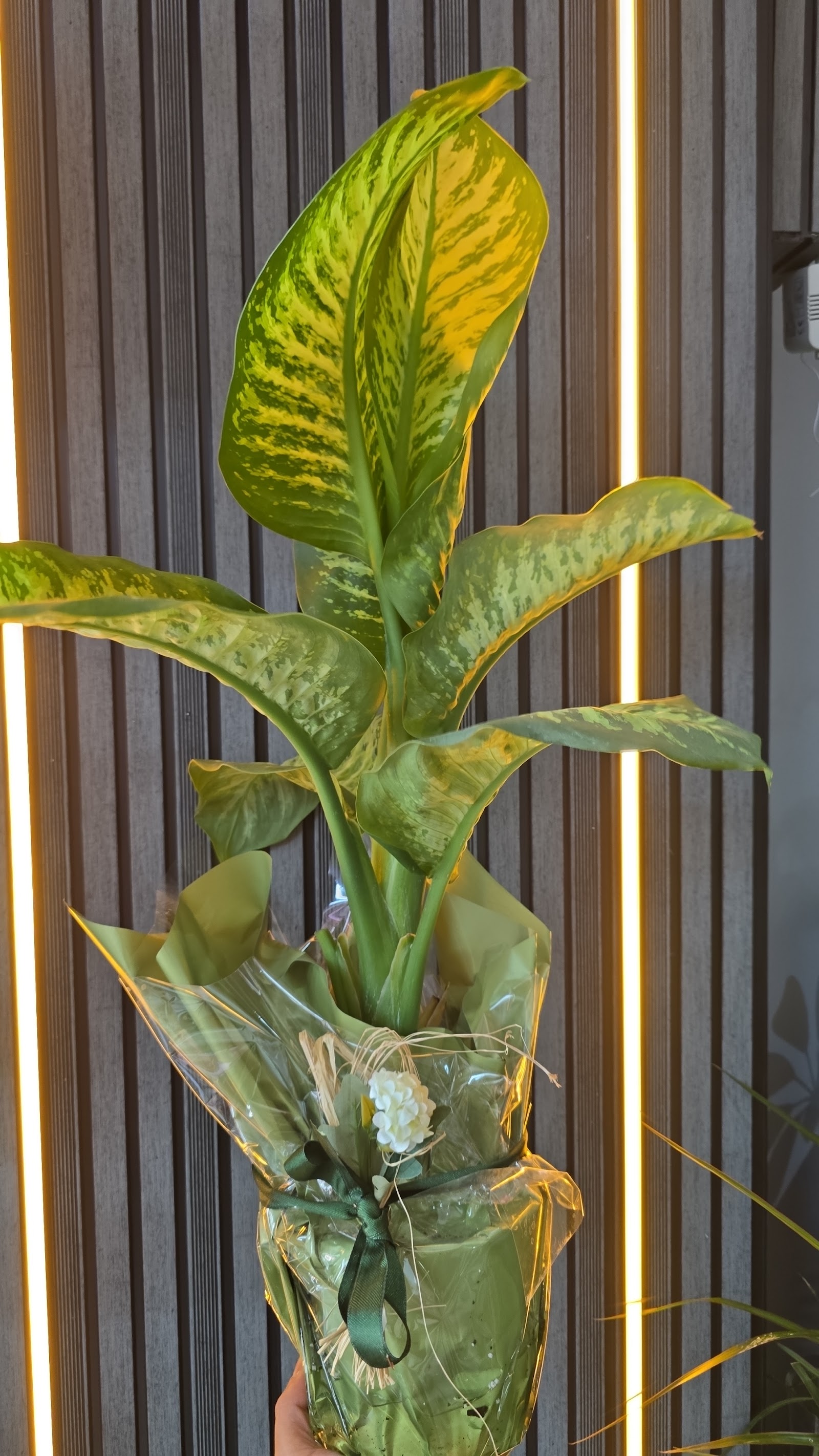 Gardenya çiçekçilik